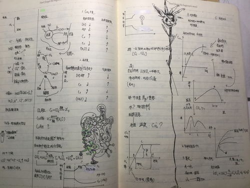 朝阳的朝怎么组词(朝阳的朝组词和拼音)