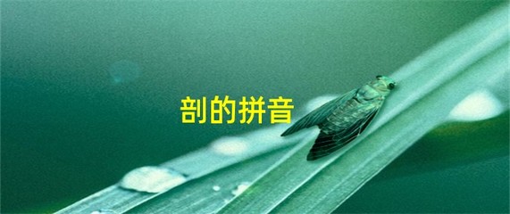 剖的组词和拼音(剖组词与拼音)