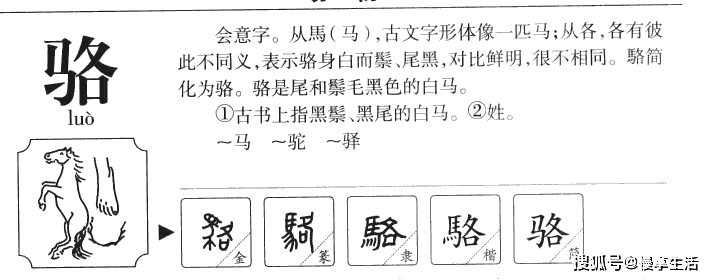 骆字组词(骆字组词加拼音)