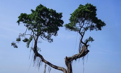 棵字组词(棵字组词是什么意思)