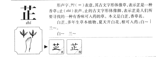 芷的组词(茫的组词)